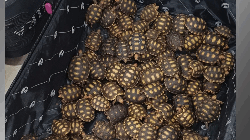 Homem é flagrado com 600 filhotes de jabutis escondidos em malas no RJ
