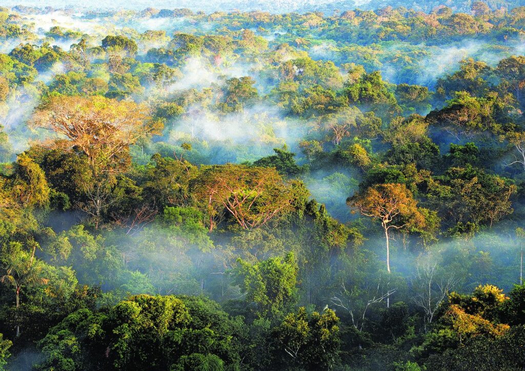 Será que o mercado de carbono afeta a governança das empresas? Será que o mercado de carbono afeta a governança das empresas?